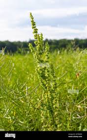 Attēlu rezultāti vaicājumam “Rumex confertus”