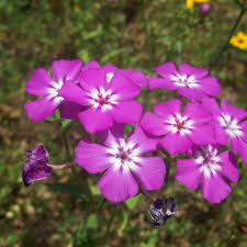 Image result for Phlox drummondii