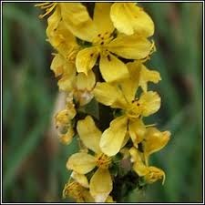 Attēlu rezultāti vaicājumam “Agrimonia eupatoria flower”