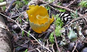 Attēlu rezultāti vaicājumam “Caloscypha fulgens”