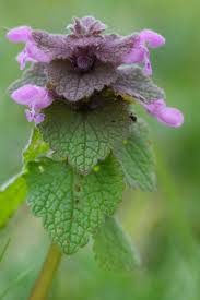 Attēlu rezultāti vaicājumam “Lamium purpureum leaf”