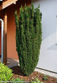 Attēlu rezultāti vaicājumam “Taxus baccata”