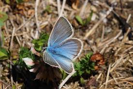 Attēlu rezultāti vaicājumam “Agrodiaetus damon underside”