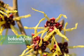 Attēlu rezultāti vaicājumam “Hamamelis japonica bud”