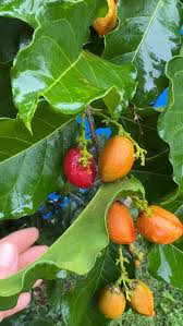Attēlu rezultāti vaicājumam “Potentilla argentea fruit”
