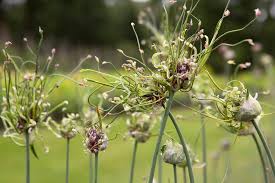 Attēlu rezultāti vaicājumam “Allium scorodoprasum leaf”