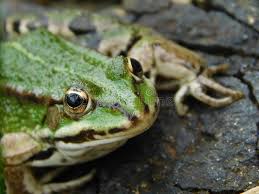 Attēlu rezultāti vaicājumam “Pelophylax”