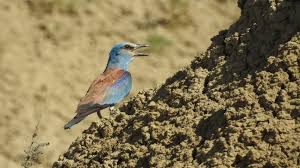 Attēlu rezultāti vaicājumam “Coracias garrulus adult”