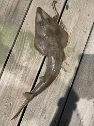 Image result for Pseudobatos lentiginosus