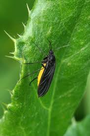 Attēlu rezultāti vaicājumam “Sciara analis”