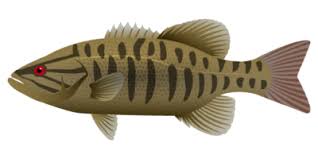 Image result for Micropterus dolomieu