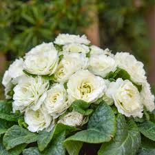 Attēlu rezultāti vaicājumam “Primula x margotae flower”