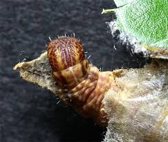 Attēlu rezultāti vaicājumam “Comatricha elegans stalked”