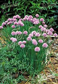 Attēlu rezultāti vaicājumam “Allium schoenoprasum fruit”