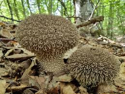 Attēlu rezultāti vaicājumam “Lycoperdon echinatum”