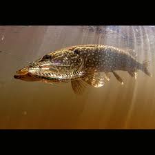 Image result for Esox lucius
