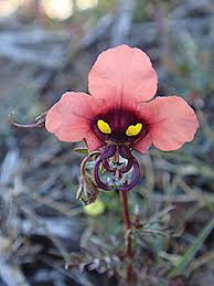 Image result for Alonsoa liniflora