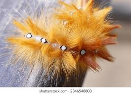 Attēlu rezultāti vaicājumam “Arctia caja larva”