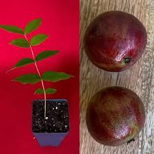 Attēlu rezultāti vaicājumam “Jovibarba globifera fruit”