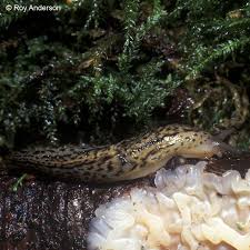 Attēlu rezultāti vaicājumam “Limax maximus”