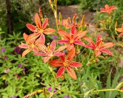 Image result for Pardancanda norrisii