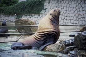 Image result for Eumetopias jubatus