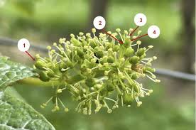 Attēlu rezultāti vaicājumam “Trichia botrytis var. cerifera”