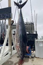 Image result for giant tuna