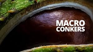 Attēlu rezultāti vaicājumam “Conardia compacta macro”