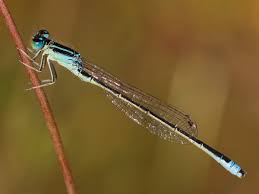 Attēlu rezultāti vaicājumam “Coenagrionidae”