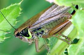 Attēlu rezultāti vaicājumam “Metrioptera roeselii”