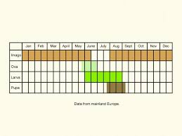 Attēlu rezultāti vaicājumam “Phyllonorycter apparella”