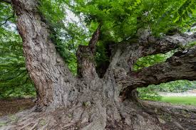 Attēlu rezultāti vaicājumam “Pterocarya fraxinifolia leaf”
