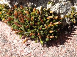 Attēlu rezultāti vaicājumam “Orthotrichum anomalum”