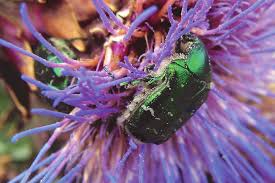 Attēlu rezultāti vaicājumam “Cetonia aurata imago”