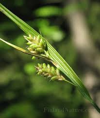 Attēlu rezultāti vaicājumam “Carex pallescens”