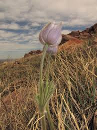 Attēlu rezultāti vaicājumam “Pulsatilla patens”