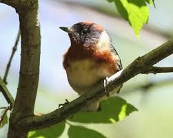 Image result for Dendroica castanea