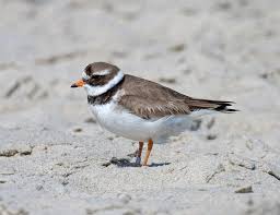 Attēlu rezultāti vaicājumam “Charadrius hiaticula”