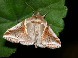 Attēlu rezultāti vaicājumam “Habrosyne pyritoides”