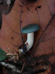 Attēlu rezultāti vaicājumam “Collybia sp.”