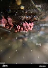 Attēlu rezultāti vaicājumam “Arcyria stipata spores”