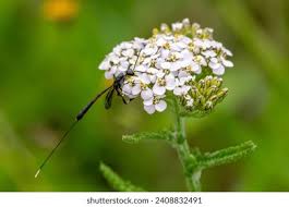 Attēlu rezultāti vaicājumam “Gasteruption jaculator imago”