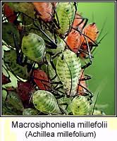 Attēlu rezultāti vaicājumam “Macrosiphoniella millefolii”