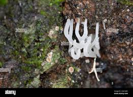 Attēlu rezultāti vaicājumam “Lentaria epichnoa”