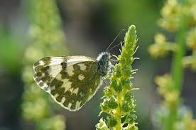 Attēlu rezultāti vaicājumam “Pontia edusa underside”