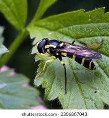 Attēlu rezultāti vaicājumam “Xanthogramma sp.”