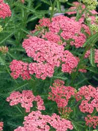 Attēlu rezultāti vaicājumam “Achillea salicifolia”