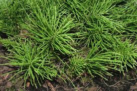 Attēlu rezultāti vaicājumam “Equisetum arvense”