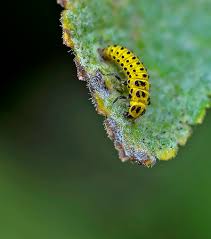 Attēlu rezultāti vaicājumam “Psyllobora vigintiduopunctata larva”
